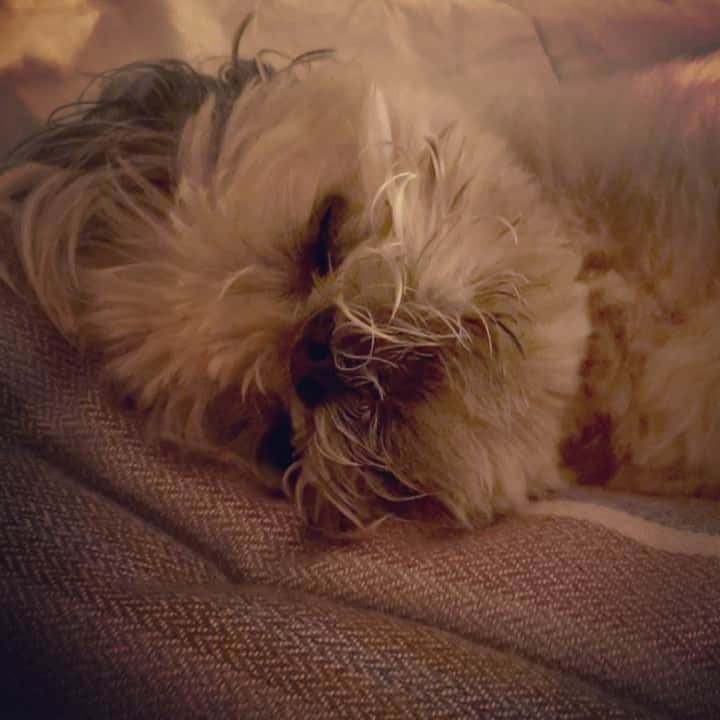 Dougie the Shih Tzuのインスタグラム：「#fridaymomentofzen」