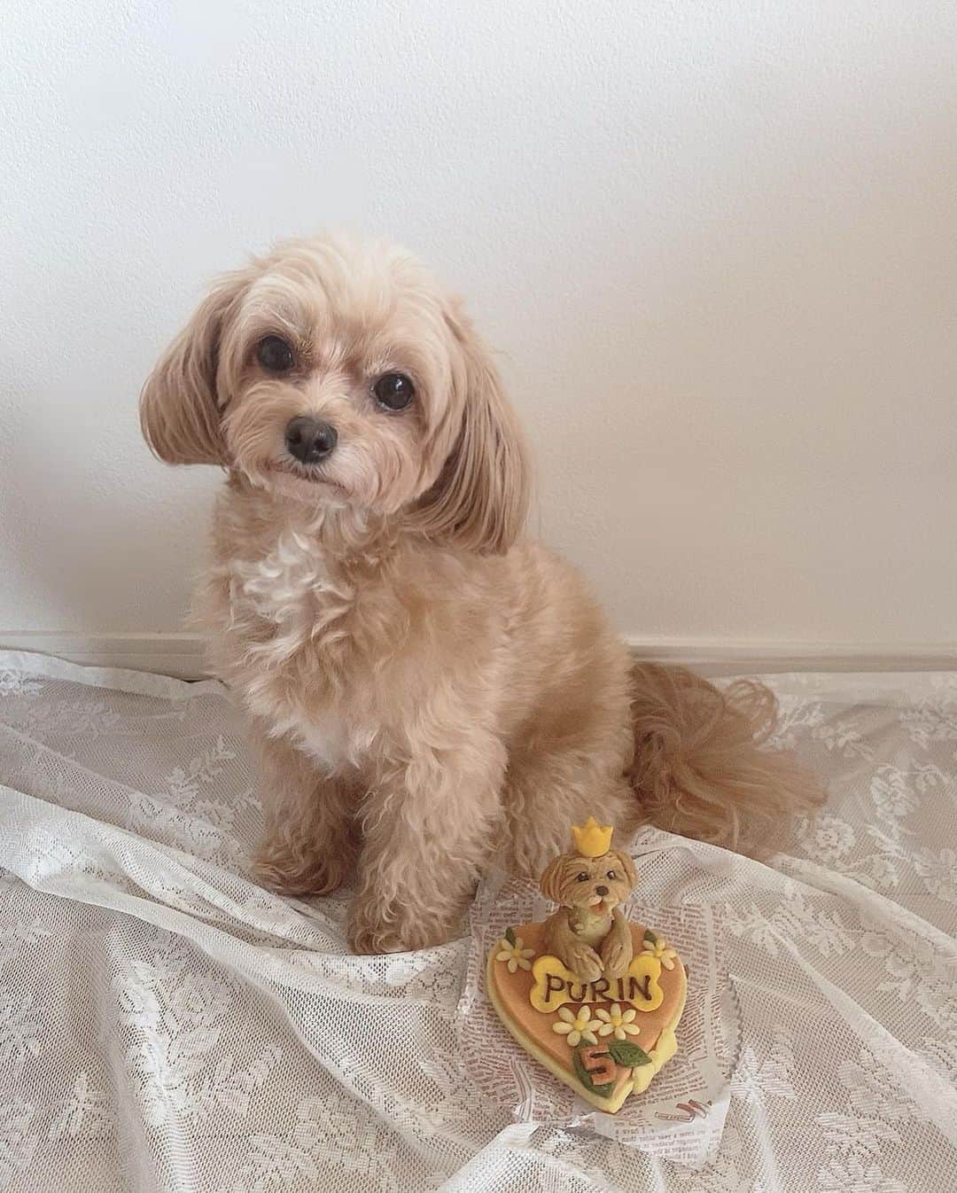 一ノ瀬恋のインスタグラム：「Happy birthday🎂ぷりん🐶❤️ ぷーちゃん5歳になりました🫶 相変わらずケーキにはそんなに興味がなく、ころんのがガッツキやばかった😮‍💨 ケーキじゃ中々笑顔にならなかったけどお散歩いったら(ラストの写真)この笑顔📸❤️ 2匹ともお散歩大好きです🐶  毎年ケーキはインスタで検索かけてオーダーしてます❤️ 今回は @dogcakelovina 🐶 とーってもかわいくないですか？😳😳😳💕 食べちゃうのが勿体ないレベル🫣  毎年言ってるけどぷーちゃんも健康で長生きしてね❤️ 大好きな家族の投稿でした🥰  #愛犬誕生日 #犬用ケーキ  #マルプー #犬のいる暮らし  #犬バカ部」