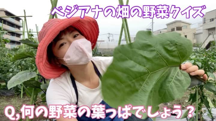 小谷あゆみのインスタグラム：「ベジアナの一億農ライフ野菜クイズ〜 Q，この大きな葉っぱは何の野菜の葉っぱかな？ わかったあなたは野菜ツウ〜 #JA世田谷目黒 #体験農園 #東京農業 #家庭菜園 #野菜づくり #ベジアナ #一億農ライフ #農ライフ #菜園ライフ」