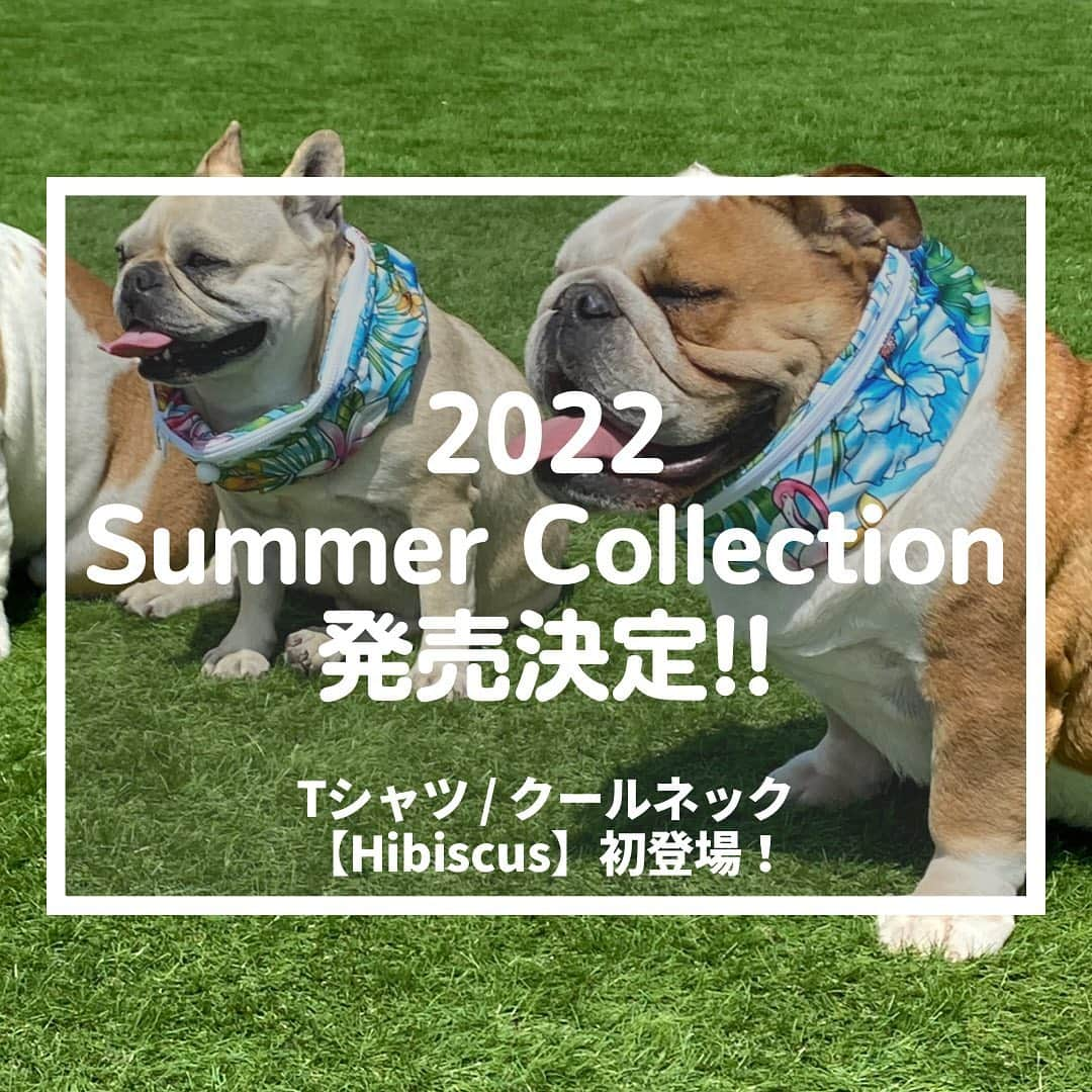 北斗晶さんのインスタグラム写真 - (北斗晶Instagram)「・ ／ 2022 Summer Collection 発売決定🌺🌊 ＼  corazónファミリーの皆さま！大変お待たせいたしました！ 6月7日20:00から、『corazón 2022 Summer Collection』の販売が開始いたします！🌻  今期コレクションでは、夏にぴったりな【ハイビスカス柄】の『Tシャツ』と『クールネック』が新登場します✨  いよいよ夏本番が始まります！ ペットにとって厳しい暑さの夏を快適に、そして可愛く過ごして欲しい。 そんな想いから、『Tシャツ』と『クールネック』共に、夏用に薄手でクール加工を施した、メッシュ生地を採用いたしました。  柄は、夏らしいハイビスカス柄🌺 corazónのコンセプトのひとつでもある、『ドッグランでどこにいてもうちの子が分かる！』をテーマに、鮮やかで涼しさを感じられる水色を基調としたハイビスカス柄は、どこにいてもおしゃれで目立つこと間違いなし！  商品の詳しい情報は、明日・明後日の投稿でご説明いたしますので、ぜひチェックしてください✨  ▼2022 Summer Collection 販売期間 6/7(火)20:00〜6/18(土)23:59  ▼価格（税込） Tシャツ: ¥6,578〜 クールネック: ¥4,840〜 ※サイズによって異なります  詳しくは、明日以降の情報公開をお待ちください♪   corazónと一緒に夏を楽しみましょう🌻  -------------------- ぜひ気になったら【保存】お願いします❣️  ▼ECサイトはプロフィールからアクセス🐶 @corazon_hokuto  #corazon #コラソン  #ペット服 #ペット #北斗晶 #corazonファミリー #フレンチブルドッグ #ブルドッグ #ダックスフンド #柴犬 #プードル #ポメラニアン #チワワ #犬 #犬のいる暮らし #わんちゃん #わんちゃん大好き #わんちゃんのいる生活 #ワンちゃん #ワンちゃん大好き #ワンちゃんと一緒 #犬服 #わんちゃんかわいい」6月4日 16時17分 - hokutoakira_official