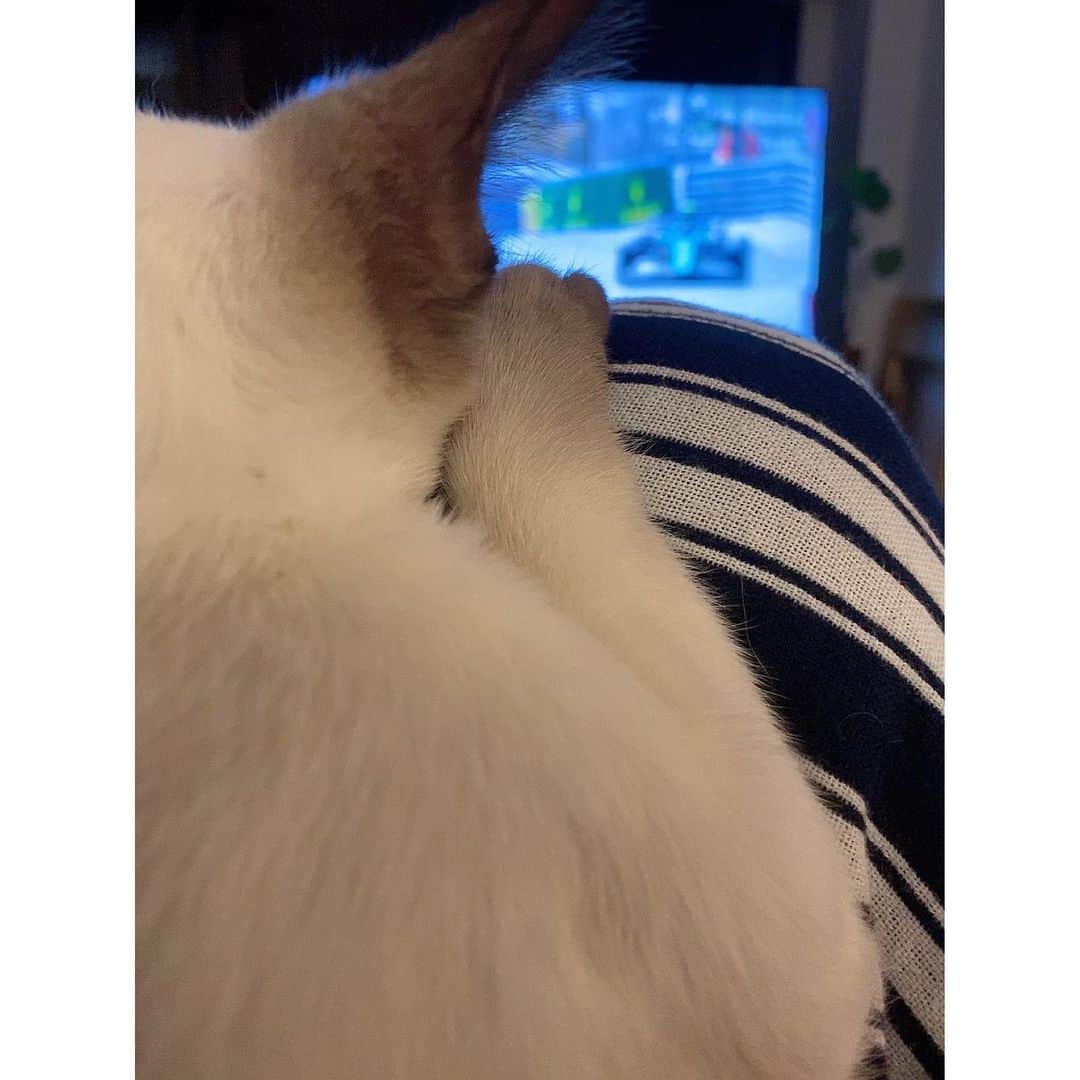 大島璃音のインスタグラム：「・ Ciel🐱 watching formula 1?🏎 最近のシエルとオフの璃音まとめ📸👁」