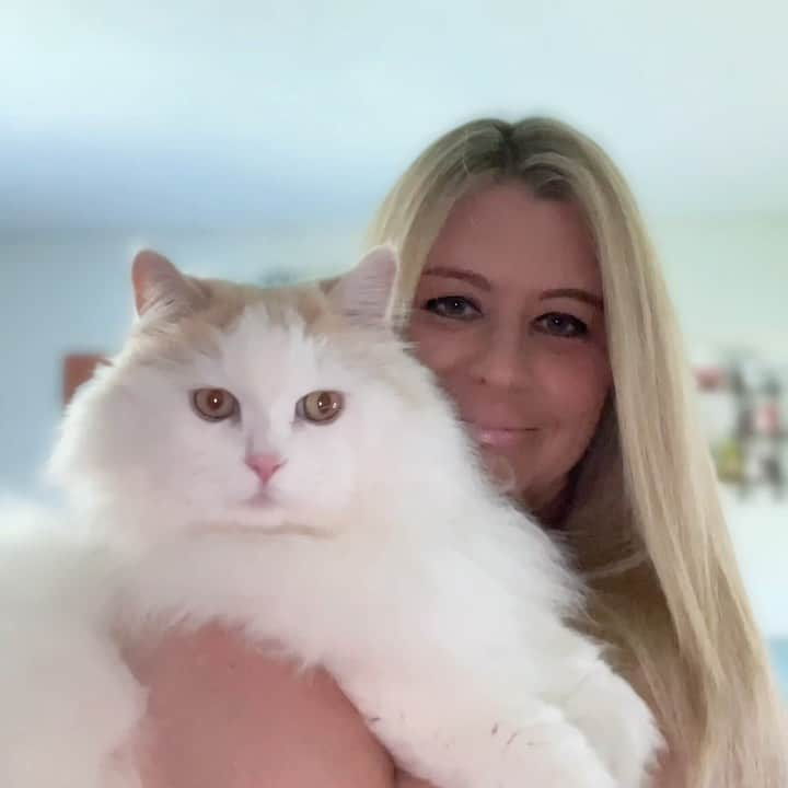 ソフィーのインスタグラム：「It’s #NationalHugYourCatDay! So the boy has been snatched 🤗. Plus, in honor of today, @feandrea.pet is giving away an awesome cat tree! Go enter, it could be yours!」