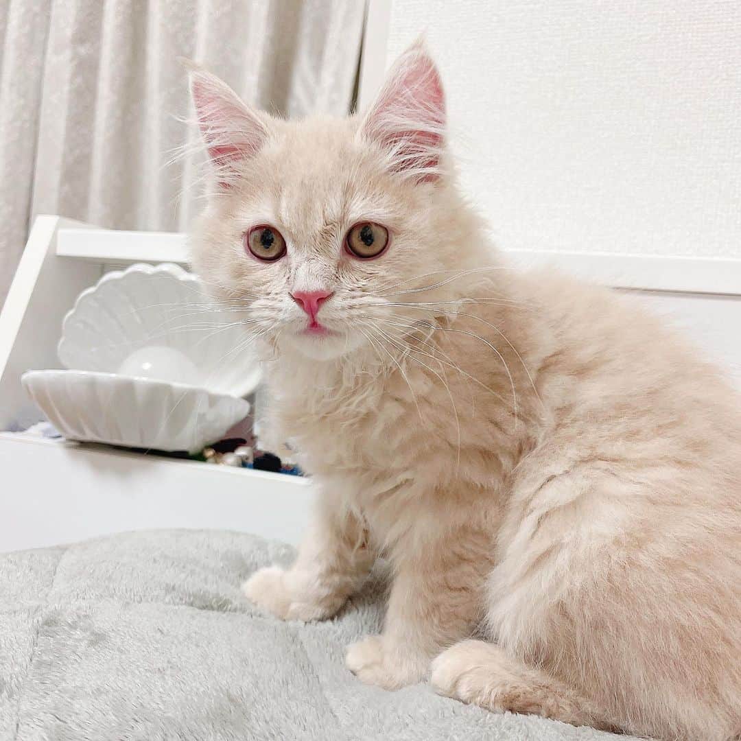 ゆうめろさんのインスタグラム写真 ゆうめろinstagram 最近のノアたん 2ヶ月であっという間に大きくなってる すくすく育ってて嬉しい サイベリアン 猫のいる暮らし 猫のいる生活 子猫 6月4日 時32分 Yk O0
