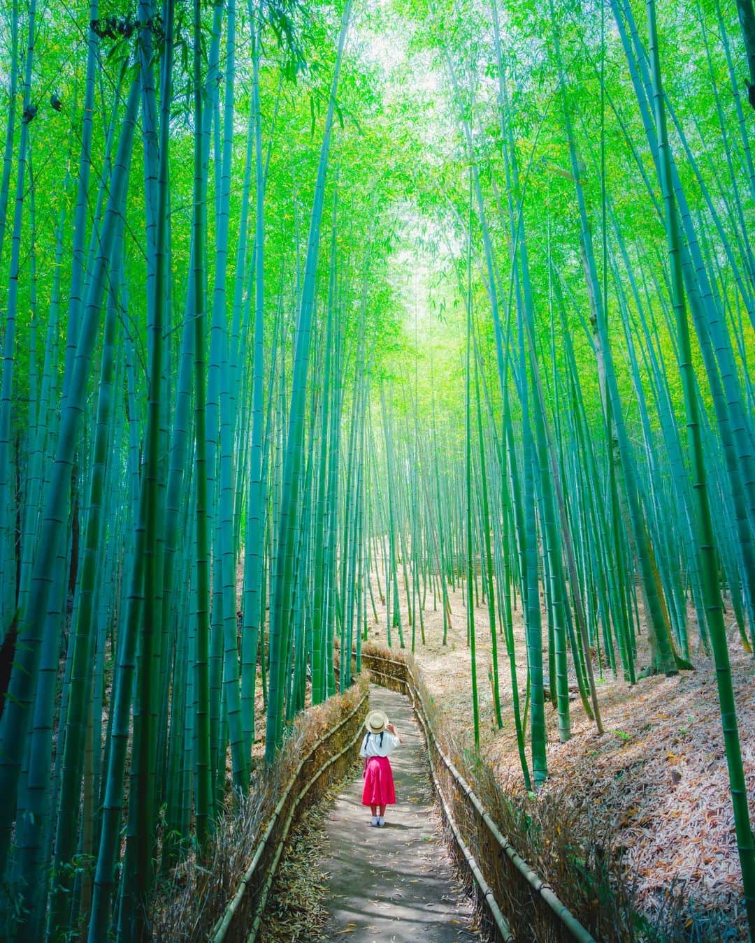 梶原憲之のインスタグラム：「. 一瞬京都かのように思わせる竹林の小径。。  岡山の玉野市にあります。  天王池竹林の会のおじさんが良い人で  ここの竹林の事詳しく教えてくれます  DIYでここまで仕上げたそうです。  #岡山 #玉野市#天王池竹林 #竹林 #photoplusme #team_jp_ #art_of_japan_ #竹林 #東京カメラ部 #photo_jpn #photo_shorttrip  #igersjp  #tokyocameraclub#retrip_news #daily_photo_jpn#zcreators #light_nikon #ptk_japan #jalan_travel #絶景#ジブリ#japan_bestpic_#Instagram」