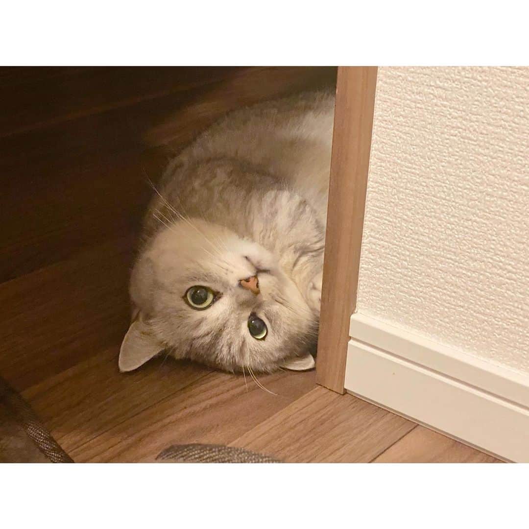 山谷花純のインスタグラム：「お察しの通り全く自分の写真が無くて…猫の写真ばかり…。 近々美容院へ行くのでその時に絶対写真を撮るとここで約束します。  #ミヌエット #猫がいる生活 #まるとの生活 #にゃんすたぐらむ」