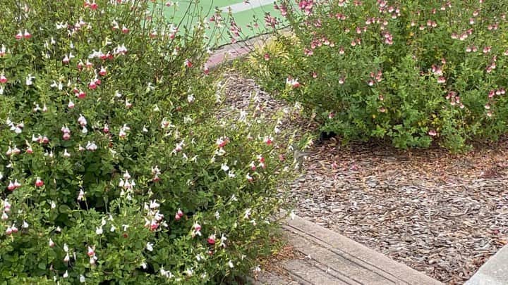 アグネス・チャンのインスタグラム：「I saw a humming bird today. A lady Anna’s Hummingbird, because her neck is not red. So tiny, so cute!」