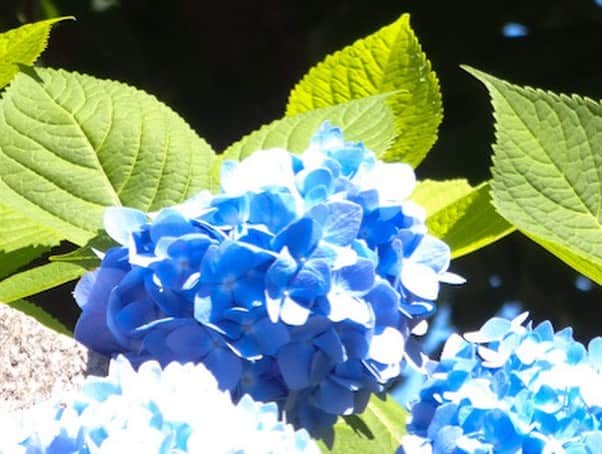 野田澤彩乃さんのインスタグラム写真 - (野田澤彩乃Instagram)「先日だけれど #鳩森八幡神社 に咲く花たち。 毎日景色が変わるんだろうな。と、思ったりする。 #東京 #千駄ヶ谷」6月5日 9時48分 - noa_color