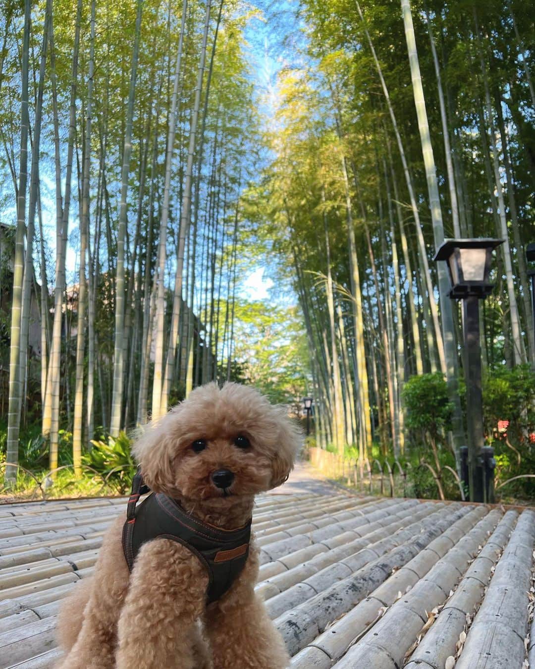 岩尾望のインスタグラム：「小旅行をするつくし。」