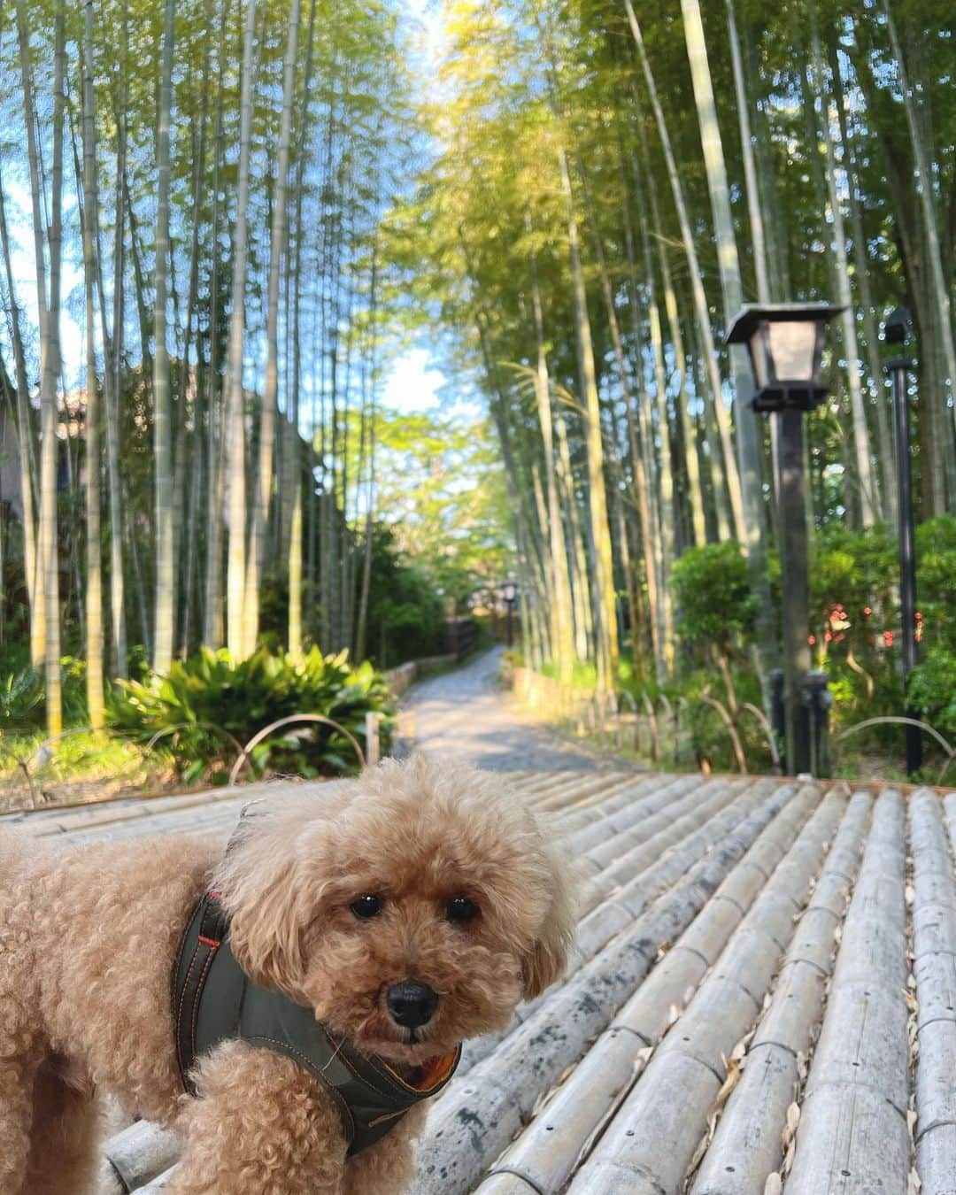 岩尾望さんのインスタグラム写真 - (岩尾望Instagram)「小旅行をするつくし。」6月5日 9時46分 - iwaotsukushi