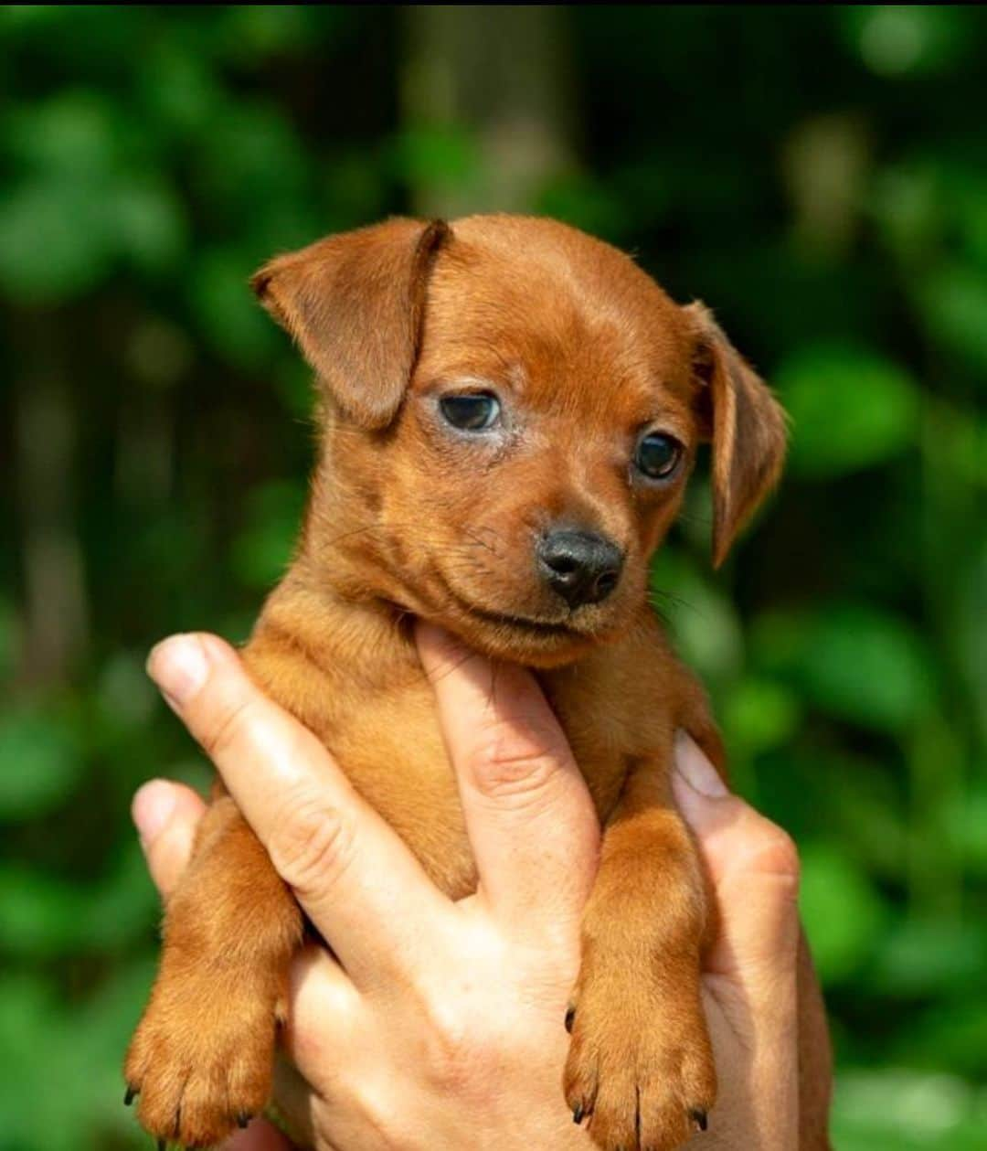 Puppy For Sale.のインスタグラム：「Ярко рыжий мальчик цвергпинчера😊 Породный, маленький❤️🥰 ⠀ ___ ⠀ Следите за нашими обновлениями и подписывайтесь👇 @artsimpatiya ⠀ Больше информации, фото и видео: Директ, на личном сайте питомника Арт Симпатия: www.artsimpatiya.ru」