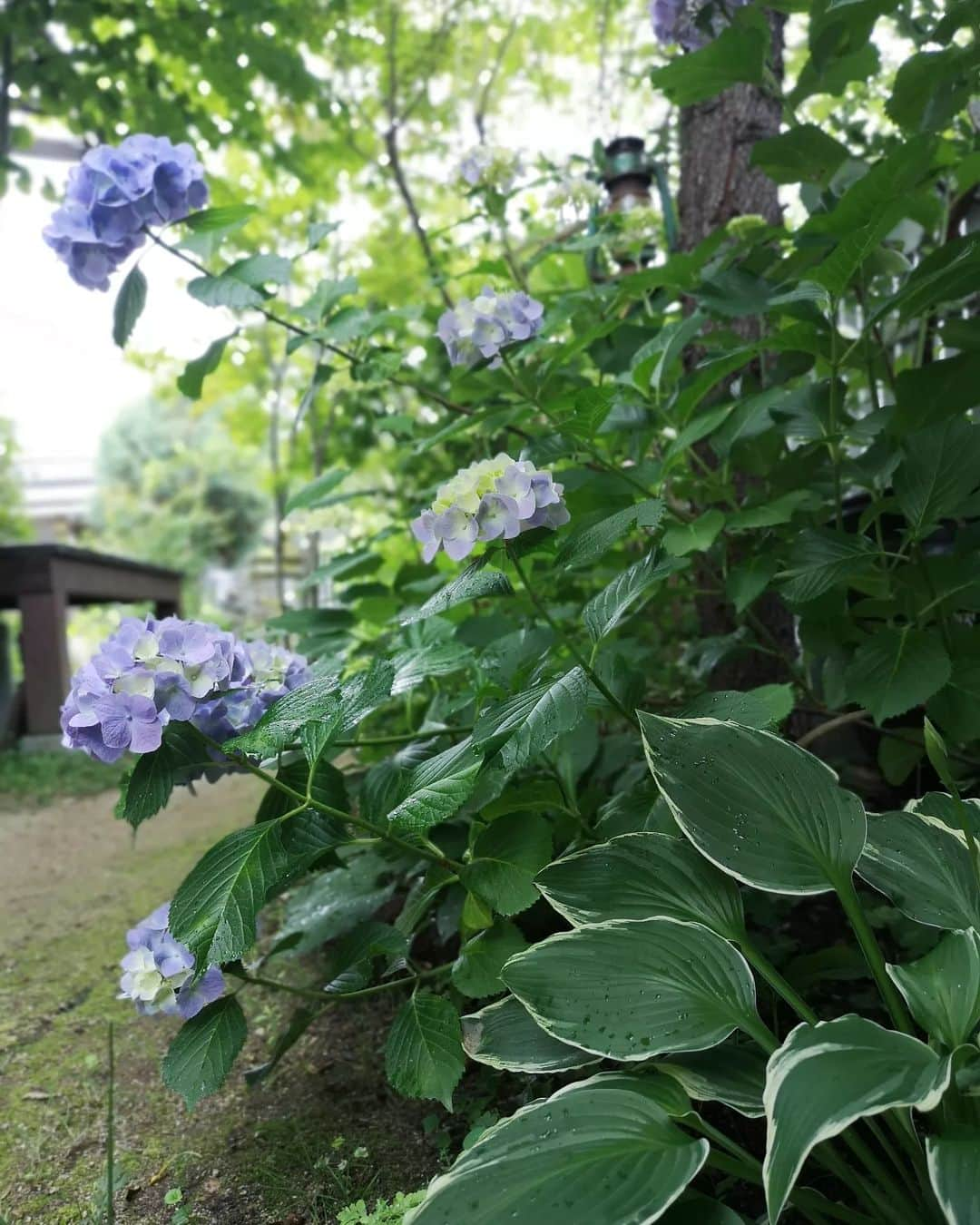 sho.candyさんのインスタグラム写真 - (sho.candyInstagram)「今朝の庭🌱 朝から草むしりと剪定して 気づいたら１時間半。  蒸し暑いなぁと思って半袖に着替えたら  今は雨が降りそうで 寒いので窓も締めて 毛布被ってます😅  いま庭仕事したらはかどりそうな涼しさ💨 雨で庭が潤うのは嬉しいな✨  #アジサイ#紫陽花#アンティークドア#小屋#6月の庭  #梅雨#お庭#garden#ガーデン#ガーデニング#庭#庭作り #季節を楽しむ#暮らしを楽しむ#花のある暮らし #花#植物#ナチュラルガーデン#gardening#flower#マイガーデン#バラ#ボッグセージ#ギボウシ#ベロニカ」6月5日 11時07分 - sho.candy