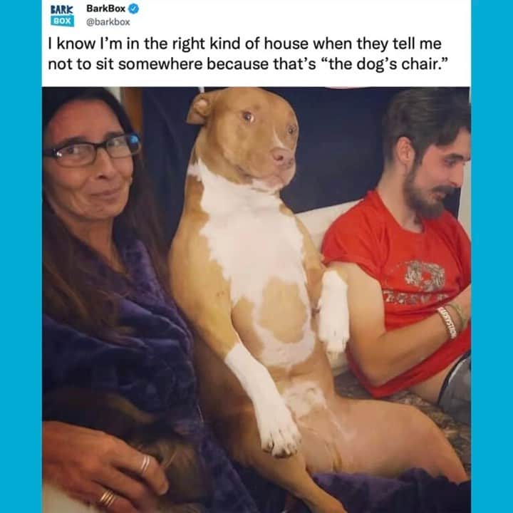 BarkBoxのインスタグラム：「BIG 🚩 IF UR DOG DOESNT HAVE A SPOT ᵗʰᵃᵗ’ˢ ʲᵘˢᵗ ʰᵒʷ ᶦᵗ ᶦˢ ˢᵒʳʳʸ  📷: Heather Canby   #barkbox #dogsofinstagram」