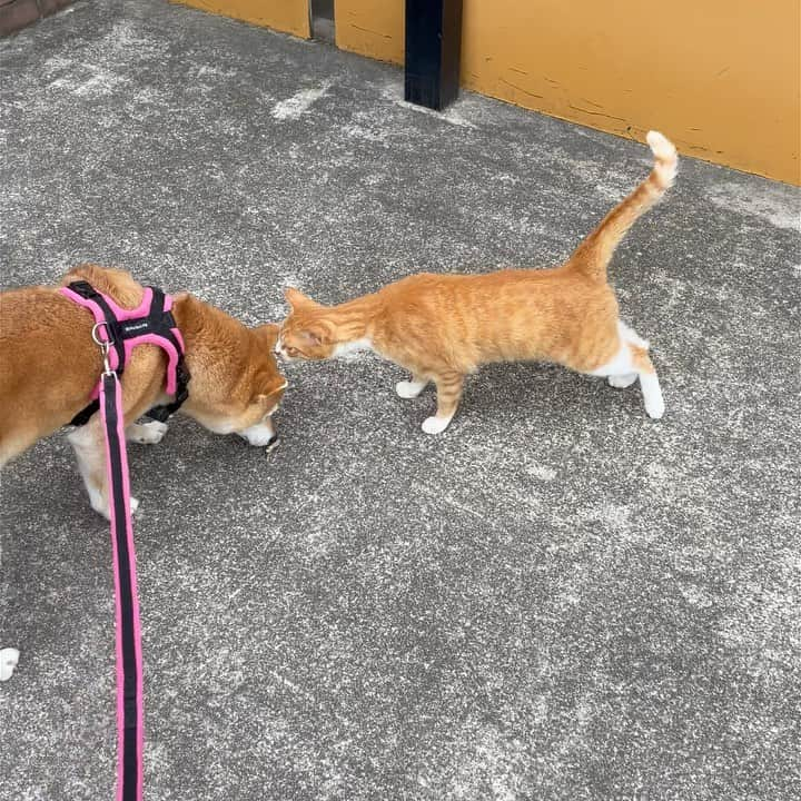 マロたんのインスタグラム：「にゃーん お互いびびってるけど、フタリとも優しいね🐕🐈 #柴犬 #shiba #shibainu #地域猫」