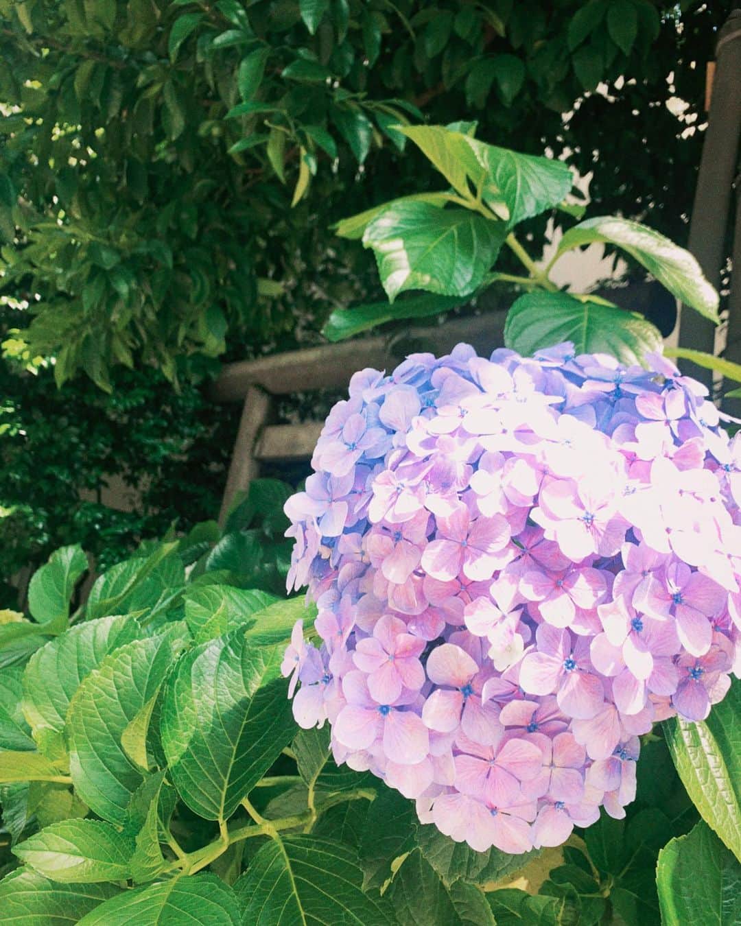 護あさなのインスタグラム：「. 紫陽花  💜💚  美しく咲いてました。  暑くなってきて、すぐに夏が来そうですね。」