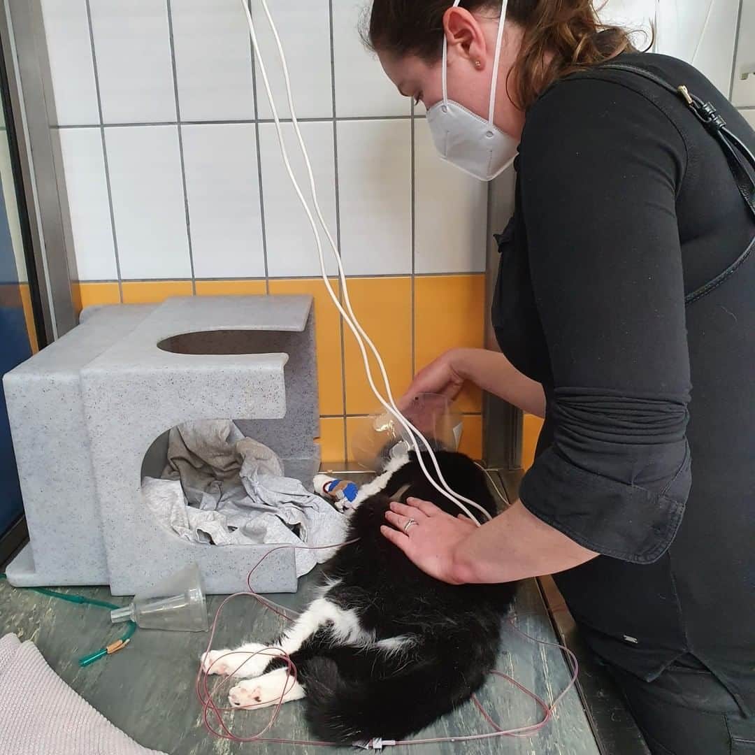 Zoe & Izzyさんのインスタグラム写真 - (Zoe & IzzyInstagram)「🖤In loving memory of Zoë, Queen of Hearts (12 July 2015 - 5 May 2022). With a heavy heart we inform you that Zoë passed away. We apologise for the delay in this announcement. We are heartbroken and needed some time to process.  🏥 Zoë was suddenly unable to walk so we took her to the emergency veterinary hospital. She was admitted to the ICU with severe anaemia and needed a blood transfusion. Over the next week, Zoë had many tests ranging from blood tests to ultrasounds to biopsies and she received two more blood transfusions. She now also developed fluid in her chest and stomach. Her anaemia appeared immune mediated but they could not determine the cause as all tests came back negative. There were only two options left: auto-immunity or an untreatable bone marrow tumor. She was too weak for a bone marrow biopsy and she did not respond to the treatment for auto-immunity. It broke our hearts when the vets said there was nothing more they could do.   💉We shared story updates (saved in highlights with more details) and many of you messaged us regarding FIP. The vets had dismissed this as a possibility but it is a very complex diagnosis and we wanted to at least try the medication for it before giving up. The medication is not yet registered and the hospital would not cooperate, so we transferred Zoë to a different hospital in a last effort to try and save her life. They let us inject her with it twice a day and did a FIP test that was not performed previously.    💔Unfortunately, Zoë did not respond to the medication and she had so little blood left they could no longer draw any. The fluid kept increasing despite being drained and she was having difficulty breathing. She developed oedema all over her body and was too weak for a fourth blood transfusion. She was falling apart and we had to let her go. A few days later, the FIP test result came back: negative. We will never know what took our sweet Zoë from us. Maybe it was a bone marrow tumor after all.  🫶From the bottom of our hearts (Zoë still x2): thank you to everyone who donated towards our fundraiser or supported us in any other way. Your heartwarming support meant the world to us in this difficult time.」6月19日 21時30分 - izzyandthefluff