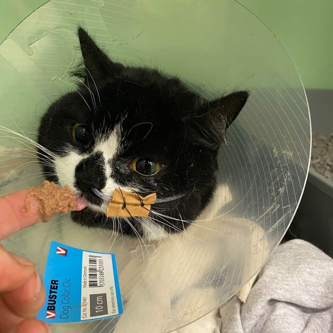Zoe & Izzyさんのインスタグラム写真 - (Zoe & IzzyInstagram)「🖤In loving memory of Zoë, Queen of Hearts (12 July 2015 - 5 May 2022). With a heavy heart we inform you that Zoë passed away. We apologise for the delay in this announcement. We are heartbroken and needed some time to process.  🏥 Zoë was suddenly unable to walk so we took her to the emergency veterinary hospital. She was admitted to the ICU with severe anaemia and needed a blood transfusion. Over the next week, Zoë had many tests ranging from blood tests to ultrasounds to biopsies and she received two more blood transfusions. She now also developed fluid in her chest and stomach. Her anaemia appeared immune mediated but they could not determine the cause as all tests came back negative. There were only two options left: auto-immunity or an untreatable bone marrow tumor. She was too weak for a bone marrow biopsy and she did not respond to the treatment for auto-immunity. It broke our hearts when the vets said there was nothing more they could do.   💉We shared story updates (saved in highlights with more details) and many of you messaged us regarding FIP. The vets had dismissed this as a possibility but it is a very complex diagnosis and we wanted to at least try the medication for it before giving up. The medication is not yet registered and the hospital would not cooperate, so we transferred Zoë to a different hospital in a last effort to try and save her life. They let us inject her with it twice a day and did a FIP test that was not performed previously.    💔Unfortunately, Zoë did not respond to the medication and she had so little blood left they could no longer draw any. The fluid kept increasing despite being drained and she was having difficulty breathing. She developed oedema all over her body and was too weak for a fourth blood transfusion. She was falling apart and we had to let her go. A few days later, the FIP test result came back: negative. We will never know what took our sweet Zoë from us. Maybe it was a bone marrow tumor after all.  🫶From the bottom of our hearts (Zoë still x2): thank you to everyone who donated towards our fundraiser or supported us in any other way. Your heartwarming support meant the world to us in this difficult time.」6月19日 21時30分 - izzyandthefluff