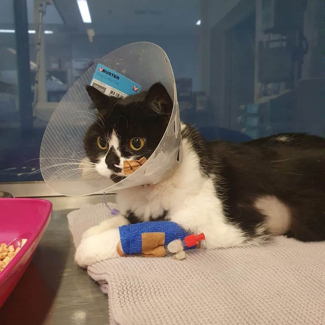 Zoe & Izzyさんのインスタグラム写真 - (Zoe & IzzyInstagram)「🖤In loving memory of Zoë, Queen of Hearts (12 July 2015 - 5 May 2022). With a heavy heart we inform you that Zoë passed away. We apologise for the delay in this announcement. We are heartbroken and needed some time to process.  🏥 Zoë was suddenly unable to walk so we took her to the emergency veterinary hospital. She was admitted to the ICU with severe anaemia and needed a blood transfusion. Over the next week, Zoë had many tests ranging from blood tests to ultrasounds to biopsies and she received two more blood transfusions. She now also developed fluid in her chest and stomach. Her anaemia appeared immune mediated but they could not determine the cause as all tests came back negative. There were only two options left: auto-immunity or an untreatable bone marrow tumor. She was too weak for a bone marrow biopsy and she did not respond to the treatment for auto-immunity. It broke our hearts when the vets said there was nothing more they could do.   💉We shared story updates (saved in highlights with more details) and many of you messaged us regarding FIP. The vets had dismissed this as a possibility but it is a very complex diagnosis and we wanted to at least try the medication for it before giving up. The medication is not yet registered and the hospital would not cooperate, so we transferred Zoë to a different hospital in a last effort to try and save her life. They let us inject her with it twice a day and did a FIP test that was not performed previously.    💔Unfortunately, Zoë did not respond to the medication and she had so little blood left they could no longer draw any. The fluid kept increasing despite being drained and she was having difficulty breathing. She developed oedema all over her body and was too weak for a fourth blood transfusion. She was falling apart and we had to let her go. A few days later, the FIP test result came back: negative. We will never know what took our sweet Zoë from us. Maybe it was a bone marrow tumor after all.  🫶From the bottom of our hearts (Zoë still x2): thank you to everyone who donated towards our fundraiser or supported us in any other way. Your heartwarming support meant the world to us in this difficult time.」6月19日 21時30分 - izzyandthefluff