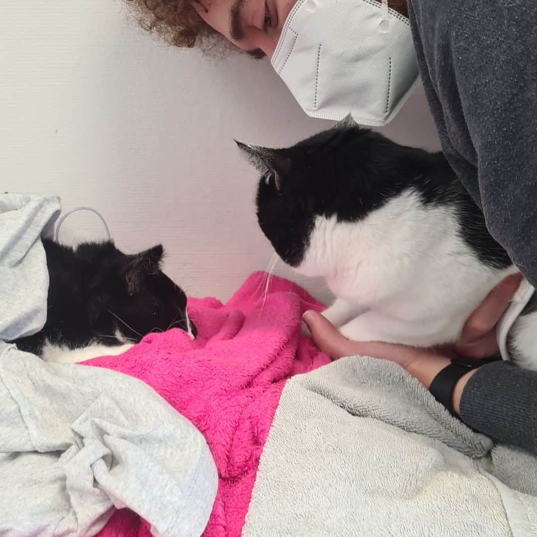 Zoe & Izzyさんのインスタグラム写真 - (Zoe & IzzyInstagram)「🖤In loving memory of Zoë, Queen of Hearts (12 July 2015 - 5 May 2022). With a heavy heart we inform you that Zoë passed away. We apologise for the delay in this announcement. We are heartbroken and needed some time to process.  🏥 Zoë was suddenly unable to walk so we took her to the emergency veterinary hospital. She was admitted to the ICU with severe anaemia and needed a blood transfusion. Over the next week, Zoë had many tests ranging from blood tests to ultrasounds to biopsies and she received two more blood transfusions. She now also developed fluid in her chest and stomach. Her anaemia appeared immune mediated but they could not determine the cause as all tests came back negative. There were only two options left: auto-immunity or an untreatable bone marrow tumor. She was too weak for a bone marrow biopsy and she did not respond to the treatment for auto-immunity. It broke our hearts when the vets said there was nothing more they could do.   💉We shared story updates (saved in highlights with more details) and many of you messaged us regarding FIP. The vets had dismissed this as a possibility but it is a very complex diagnosis and we wanted to at least try the medication for it before giving up. The medication is not yet registered and the hospital would not cooperate, so we transferred Zoë to a different hospital in a last effort to try and save her life. They let us inject her with it twice a day and did a FIP test that was not performed previously.    💔Unfortunately, Zoë did not respond to the medication and she had so little blood left they could no longer draw any. The fluid kept increasing despite being drained and she was having difficulty breathing. She developed oedema all over her body and was too weak for a fourth blood transfusion. She was falling apart and we had to let her go. A few days later, the FIP test result came back: negative. We will never know what took our sweet Zoë from us. Maybe it was a bone marrow tumor after all.  🫶From the bottom of our hearts (Zoë still x2): thank you to everyone who donated towards our fundraiser or supported us in any other way. Your heartwarming support meant the world to us in this difficult time.」6月19日 21時30分 - izzyandthefluff
