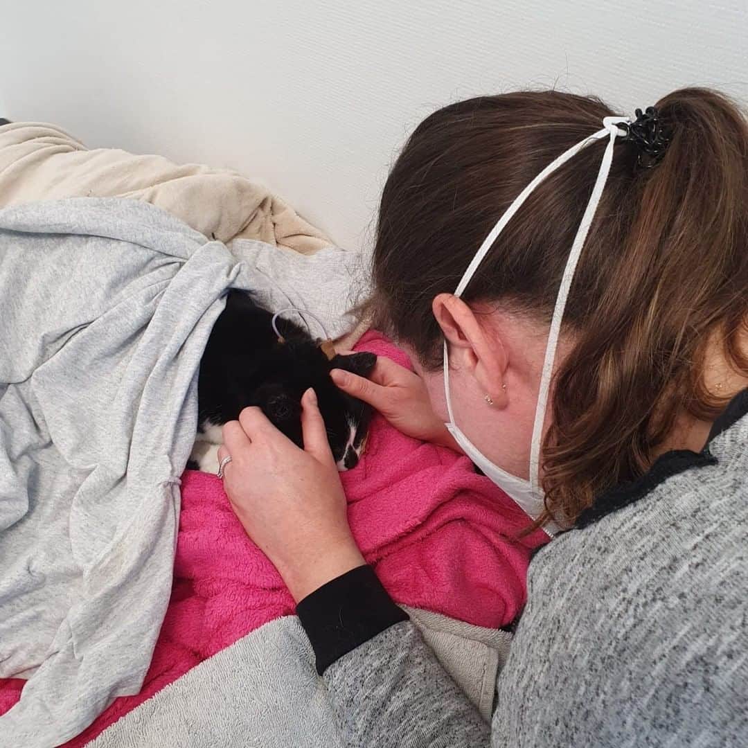 Zoe & Izzyさんのインスタグラム写真 - (Zoe & IzzyInstagram)「🖤In loving memory of Zoë, Queen of Hearts (12 July 2015 - 5 May 2022). With a heavy heart we inform you that Zoë passed away. We apologise for the delay in this announcement. We are heartbroken and needed some time to process.  🏥 Zoë was suddenly unable to walk so we took her to the emergency veterinary hospital. She was admitted to the ICU with severe anaemia and needed a blood transfusion. Over the next week, Zoë had many tests ranging from blood tests to ultrasounds to biopsies and she received two more blood transfusions. She now also developed fluid in her chest and stomach. Her anaemia appeared immune mediated but they could not determine the cause as all tests came back negative. There were only two options left: auto-immunity or an untreatable bone marrow tumor. She was too weak for a bone marrow biopsy and she did not respond to the treatment for auto-immunity. It broke our hearts when the vets said there was nothing more they could do.   💉We shared story updates (saved in highlights with more details) and many of you messaged us regarding FIP. The vets had dismissed this as a possibility but it is a very complex diagnosis and we wanted to at least try the medication for it before giving up. The medication is not yet registered and the hospital would not cooperate, so we transferred Zoë to a different hospital in a last effort to try and save her life. They let us inject her with it twice a day and did a FIP test that was not performed previously.    💔Unfortunately, Zoë did not respond to the medication and she had so little blood left they could no longer draw any. The fluid kept increasing despite being drained and she was having difficulty breathing. She developed oedema all over her body and was too weak for a fourth blood transfusion. She was falling apart and we had to let her go. A few days later, the FIP test result came back: negative. We will never know what took our sweet Zoë from us. Maybe it was a bone marrow tumor after all.  🫶From the bottom of our hearts (Zoë still x2): thank you to everyone who donated towards our fundraiser or supported us in any other way. Your heartwarming support meant the world to us in this difficult time.」6月19日 21時30分 - izzyandthefluff