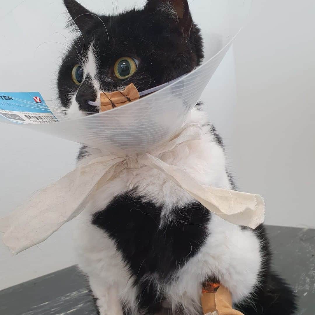Zoe & Izzyさんのインスタグラム写真 - (Zoe & IzzyInstagram)「🖤In loving memory of Zoë, Queen of Hearts (12 July 2015 - 5 May 2022). With a heavy heart we inform you that Zoë passed away. We apologise for the delay in this announcement. We are heartbroken and needed some time to process.  🏥 Zoë was suddenly unable to walk so we took her to the emergency veterinary hospital. She was admitted to the ICU with severe anaemia and needed a blood transfusion. Over the next week, Zoë had many tests ranging from blood tests to ultrasounds to biopsies and she received two more blood transfusions. She now also developed fluid in her chest and stomach. Her anaemia appeared immune mediated but they could not determine the cause as all tests came back negative. There were only two options left: auto-immunity or an untreatable bone marrow tumor. She was too weak for a bone marrow biopsy and she did not respond to the treatment for auto-immunity. It broke our hearts when the vets said there was nothing more they could do.   💉We shared story updates (saved in highlights with more details) and many of you messaged us regarding FIP. The vets had dismissed this as a possibility but it is a very complex diagnosis and we wanted to at least try the medication for it before giving up. The medication is not yet registered and the hospital would not cooperate, so we transferred Zoë to a different hospital in a last effort to try and save her life. They let us inject her with it twice a day and did a FIP test that was not performed previously.    💔Unfortunately, Zoë did not respond to the medication and she had so little blood left they could no longer draw any. The fluid kept increasing despite being drained and she was having difficulty breathing. She developed oedema all over her body and was too weak for a fourth blood transfusion. She was falling apart and we had to let her go. A few days later, the FIP test result came back: negative. We will never know what took our sweet Zoë from us. Maybe it was a bone marrow tumor after all.  🫶From the bottom of our hearts (Zoë still x2): thank you to everyone who donated towards our fundraiser or supported us in any other way. Your heartwarming support meant the world to us in this difficult time.」6月19日 21時30分 - izzyandthefluff