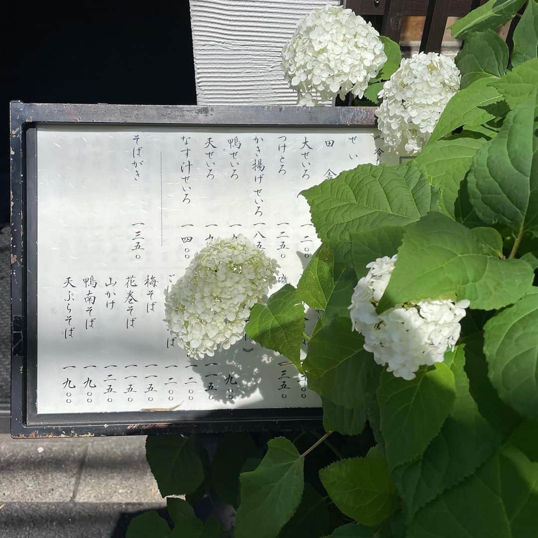 南沢奈央さんのインスタグラム写真 - (南沢奈央Instagram)「紫陽花と蕎麦の季節。」6月19日 21時42分 - naominamisawa_official