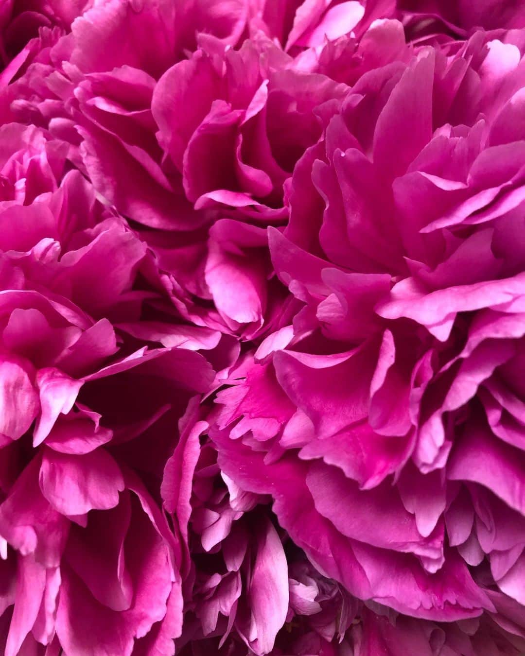 いとうせいこうのインスタグラム：「まだ芍薬を置いている花屋はあって。」