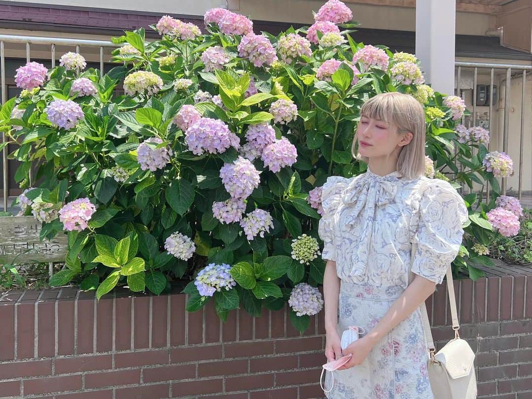 仮眠玲菜のインスタグラム：「5月末 紫陽花 沢山咲いてて嬉しかった  #紫陽花 #梅雨」