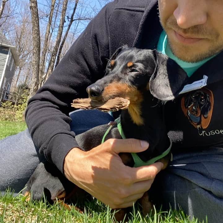 Crusoe the Celebrity Dachshundのインスタグラム：「“Happy Father’s Day to my Dad, and all the other pops out there. I promised him I’m going to get better. I’m doing OK right now - just waiting in the sun with a stick (piece of bark) while Mum and Daphne went on a walk.” ~ Crusoe」