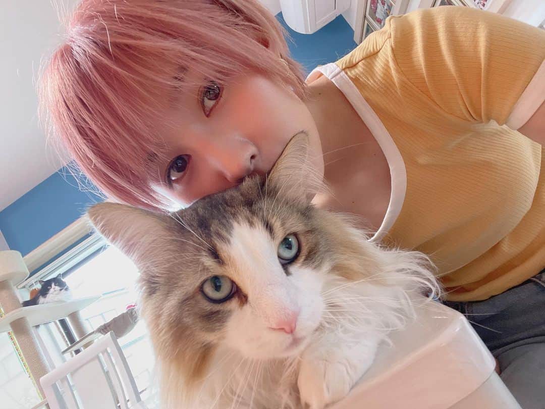 加藤優のインスタグラム：「.  ゆづ と私 (と、れもん)  https://sunnycatchball.themedia.jp/  #さにー塾 #sunnycatchball女子野球塾 #サニーキャッチボール女子野球塾 #女子野球 #加藤優 #ピンクヘアー #ピンク #ノルウェージャンフォレストキャット」