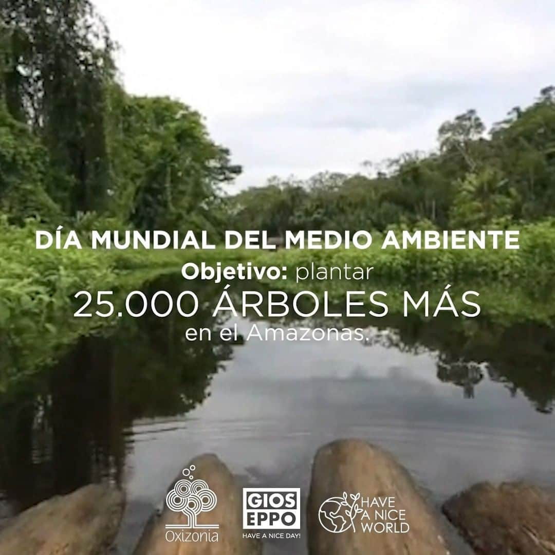 ジオセッポのインスタグラム：「Hoy, en el #DíaMundialdelMedioambiente seguimos trabajando en uno de los proyectos más importantes para nosotros, la reforestación del Amazonas con el #GioForest, un área de 200 hectáreas de tierra localizadas en el distrito de Chontachaka en el Estado de Cusco, Perú.  Durante la primera etapa en 2021 alcanzamos los 25 mil árboles plantados, contribuyendo a la recuperación de la vegetación de la zona, el paso y hábitat de animales y compensación del oxígeno perdido.  En 2022, tenemos un nuevo reto conseguir 25 mil árboles más. Sigue nuestro proyecto de reforestación del Amazonas en el link en bio. 🌎💚  #Gioseppo #RSC #Amazonas」