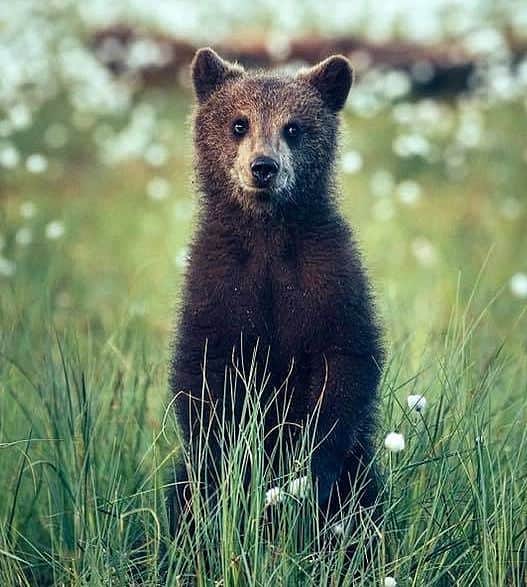 Bearsのインスタグラム：「This bear acts like she/he is literally in a photoshooting. 😅  📸 Credits to the respective owner. Please let me know if you took this pic.  #bear #bears #bearcub #cub #animal #animals #saveourbears #bearlove #savetheanimals #love #cute #sweet #adorable #nature #photo #wildlife #photography #wildlifephotography #lovely #animallove #belovedbears」