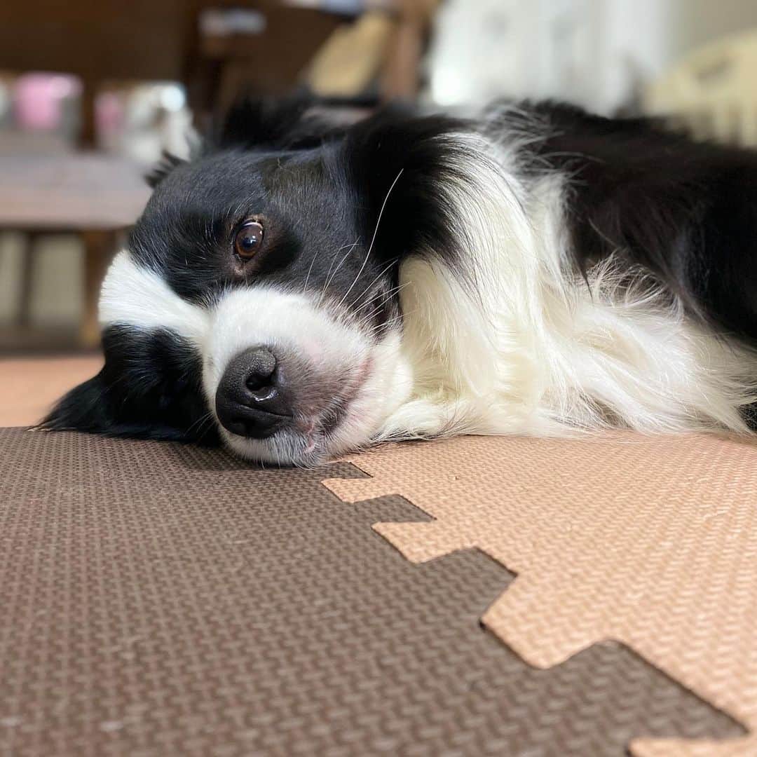 柏原竜二のインスタグラム：「最近、家族（犬）との仲がギクシャクしてたけど、同じ目線で寝転がって寝たら元に戻ったので、目線を同じにするって大事だよなぁ。と思う今日この頃でした。」