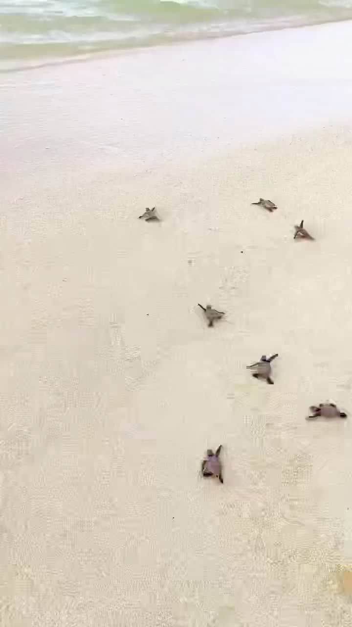 animals.coのインスタグラム：「Little turtles 🐢😍 Video by @shot.by.sheree」