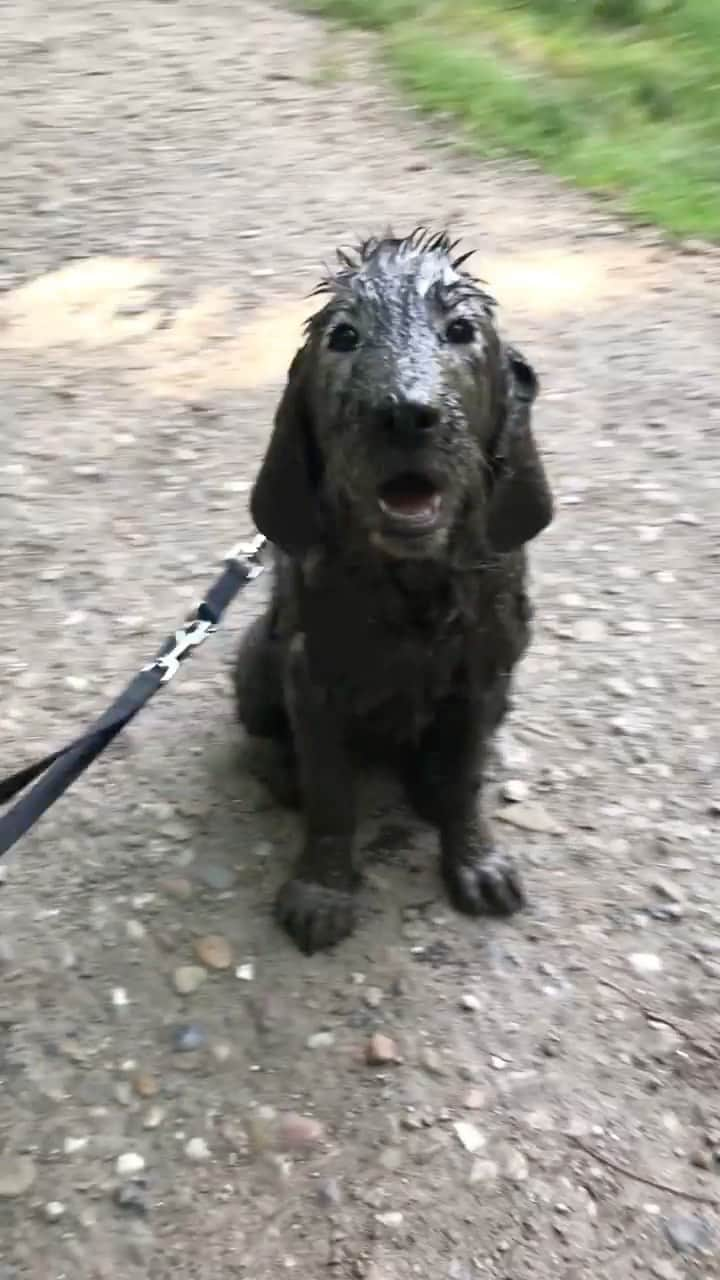 Daily The Best And Funniest Videosのインスタグラム：「What’s my award? 🐶😂 By @elsa.goldenretriever」