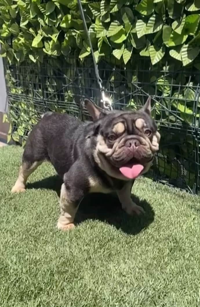 Oprahnbooのインスタグラム：「Chocolate and tan, quad carrier.  #frenchiesofinstagram  #dogsofinstaworld #dogsofinstagram  #dogs  #dogoftheday  #tag #share」