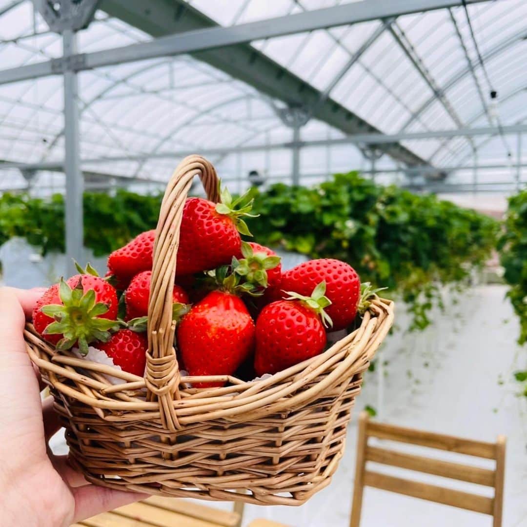 石川由香里のインスタグラム：「. おいしいいちご☻  パフェには たくさんのいちごと さっぱりの ソフトクリーム、 そして スポンジと グラノーラ。  最高でした☻」