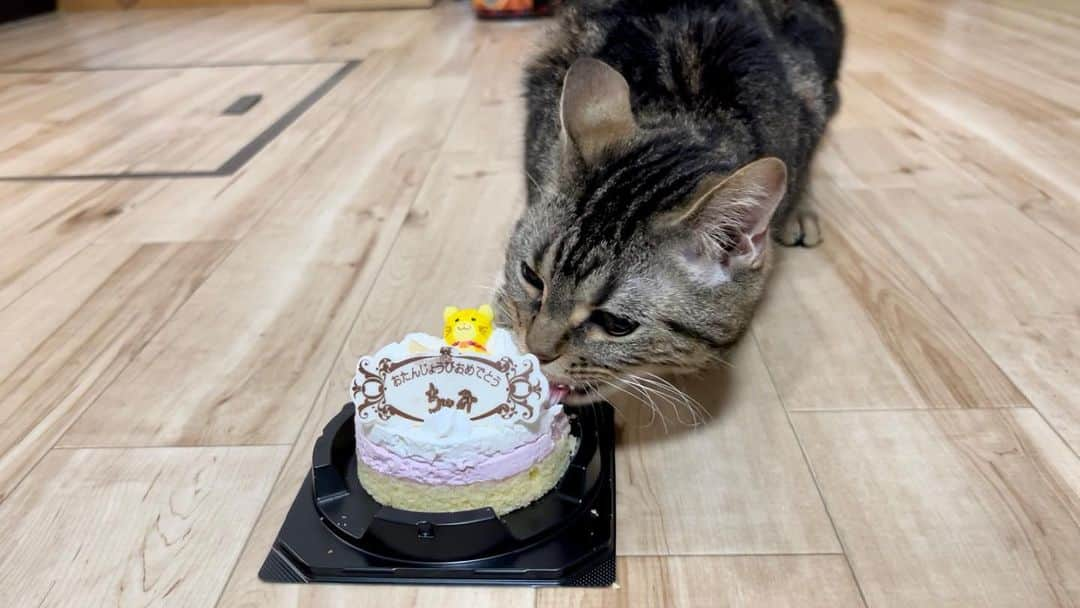 ちょりさんのインスタグラム写真 - (ちょりInstagram)「ハッピーバースデーちゃみ🎂🎉 2歳になりました🐱  #マイミー #ちゃみ #ちょりちゃみチャンネル #猫 #ねこ #ねこ部 #にゃんすたぐらむ #にゃんこ #子猫」6月6日 20時51分 - neko_chori