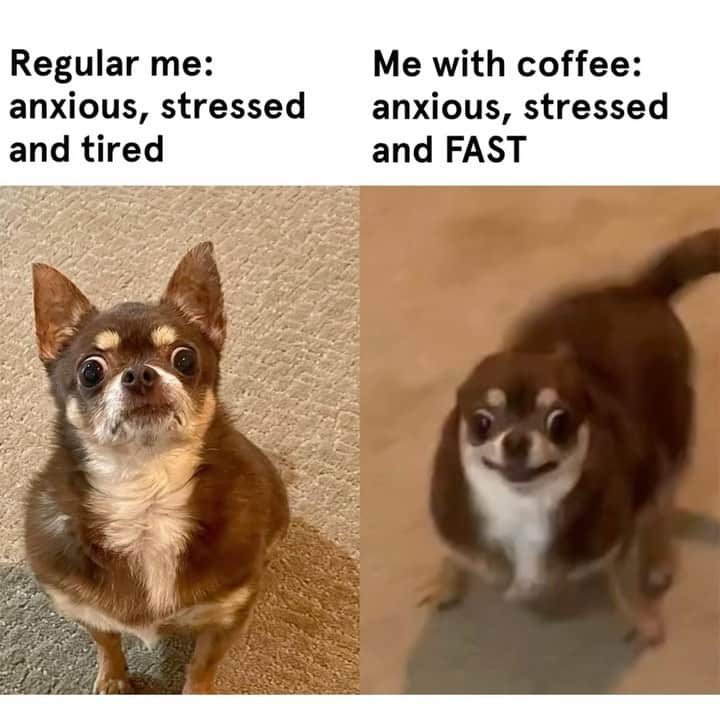 BarkBoxのインスタグラム：「here's to all of us that drank one too many cups of coffee this morning and spent the entire day feeling 𝘍𝘈𝘚𝘛 ᵃⁿᵈ ᵃⁿˣᶦᵒᵘˢ  @tinahassomethingonhernose  #dogsofinstagram #barkbox」