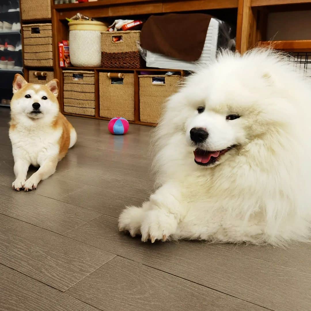 Alex Toのインスタグラム：「😊😊😊 #cute #dog #doglover #dogsofinstagram #dogoftheday #dogofthedayjp #dogstagram #fluffy #hkig #hongkong #ilovemydog #instadog #instagood #instamood #instagraphy #instapic #samoyedoninstagram #pet #petlovers #petsofinstagram #petstagram #photooftheday #puppy #pupsofinstagram #samoyed #samoyedsofinstagram #webstagram #犬 #サモエド」
