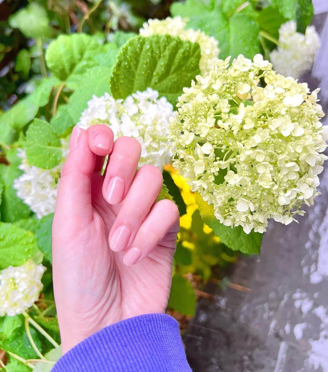 新藤まなみのインスタグラム：「⁡ ⁡ ⁡ 今日から撮影で沖縄🌺 撮影ラッシュなのでナチュラルネイルに💅🏻 ⁡ ベージュのワンカラーもれいなさんに 任せればちゅるんとキレイに仕上がる、、✨🧡 @vena_nail.r  ⁡ 新作楽しみにしててね！頑張ってきます！ 梅雨いややあああああ、、、 ⁡ ⁡ 👇以下お店さんからキャンペーン💜 ＊＊＊＊＊＊＊＊＊＊ ⁡ @manami_official_  様よりご紹介頂きましたお客様には、 初回2,000円割引きから更に‼️10%OFFしちゃいます♪ 更に‼️更に‼️ フットコースご予約の方には、スクラブ ハンドコースご予約の方には、ハンドマッサージ付けちゃいます♪ ⁡ @vena_nail.r  ご予約は、DMもしくは サロンTELへ💁‍♀️ ☎︎03 6303 9358 ネット予約 http://b.hpr.jp/kr/sd/H000532951/ ⁡ #プライベートネイルサロン#目黒サロン #目黒 ネイルサロン#目黒 #恵比寿#五反田#不動前#パラジェル #ウォーターケア #パラジェル専門店#美しい指先 #自爪にやさしい#nailsalonvena #コロナ対策サロン #完全個室サロン #繊細アート #マグネットネイル #アシメネイル#フットネイル#ブルーネイル#オーロラ#クリア感#角質ケア#スクラブ ⁡ ⁡」