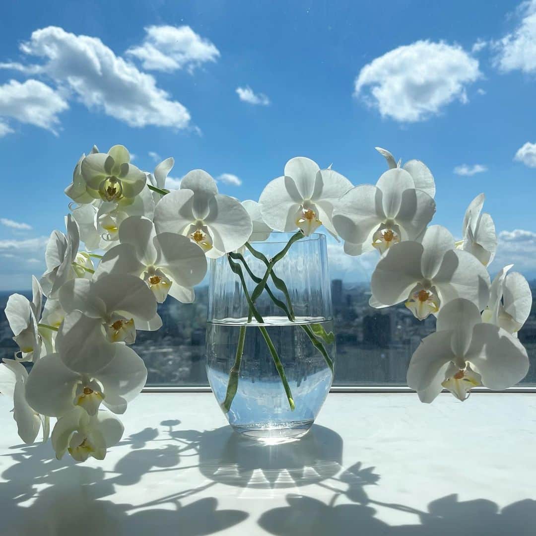 のインスタグラム：「おはようございます☀ 梅雨入りしましたね〜 今朝も雨かなぁ〜と思っていたら 曇りなので、 タオちゃんお散歩できて良かった〜🐾  青空の写真で気持ちも明るく いきましょう😊」