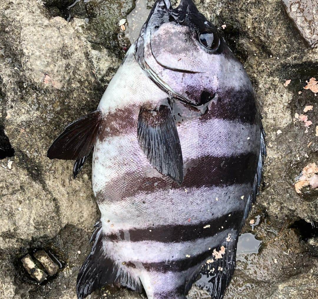 和田 一浩さんのインスタグラム写真 - (和田 一浩Instagram)「先日久しぶりに西伊豆の田子に底物釣りに行って来ました。イシガキダイやカンダイが釣れ本命の石鯛が釣れました。厳しい釣りでしたが一枚釣れて大満足。 #西伊豆　#釣り　#Daiwa #福由丸　#石鯛　#和田一浩」6月7日 11時43分 - wadakazuhiro