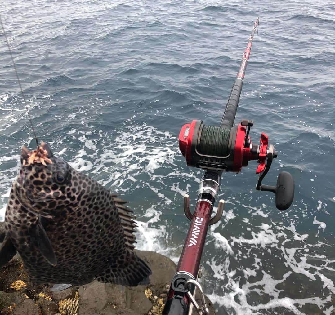 和田 一浩さんのインスタグラム写真 - (和田 一浩Instagram)「先日久しぶりに西伊豆の田子に底物釣りに行って来ました。イシガキダイやカンダイが釣れ本命の石鯛が釣れました。厳しい釣りでしたが一枚釣れて大満足。 #西伊豆　#釣り　#Daiwa #福由丸　#石鯛　#和田一浩」6月7日 11時43分 - wadakazuhiro