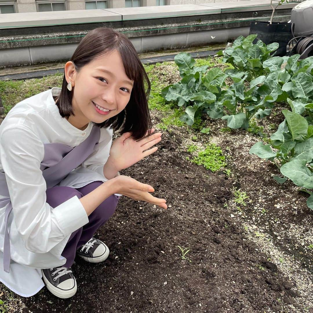 フジテレビアナウンサーさんのインスタグラム写真 - (フジテレビアナウンサーInstagram)「小室瑛莉子です。  都会のビルで野菜作り体験、第2弾😉💫  今回は発芽した苗を植え替え、育成方法を学びました✍🏽️ 今は畑の水分量を確認できるアプリがあるので、初心者でも安心してできます☺️  そして最後には、 自分で収穫した野菜をバターソテーに😋🍴  種まき→育成→収穫をした野菜は愛着が湧きますね🫶  体感サステナWAVEは本日22時54分から放送です📺 ぜひご覧ください👀  #フジテレビアナウンサー #小室瑛莉子 #野菜作り #体験 #楽しくアクションSDGs #12つかう責任つくる責任 #13気候変動に具体的な対策を #体感サステナWAVE #22時54分 #関東ローカル #放送後 #TVer #FOD #で配信」6月7日 11時56分 - fujitv_announcer