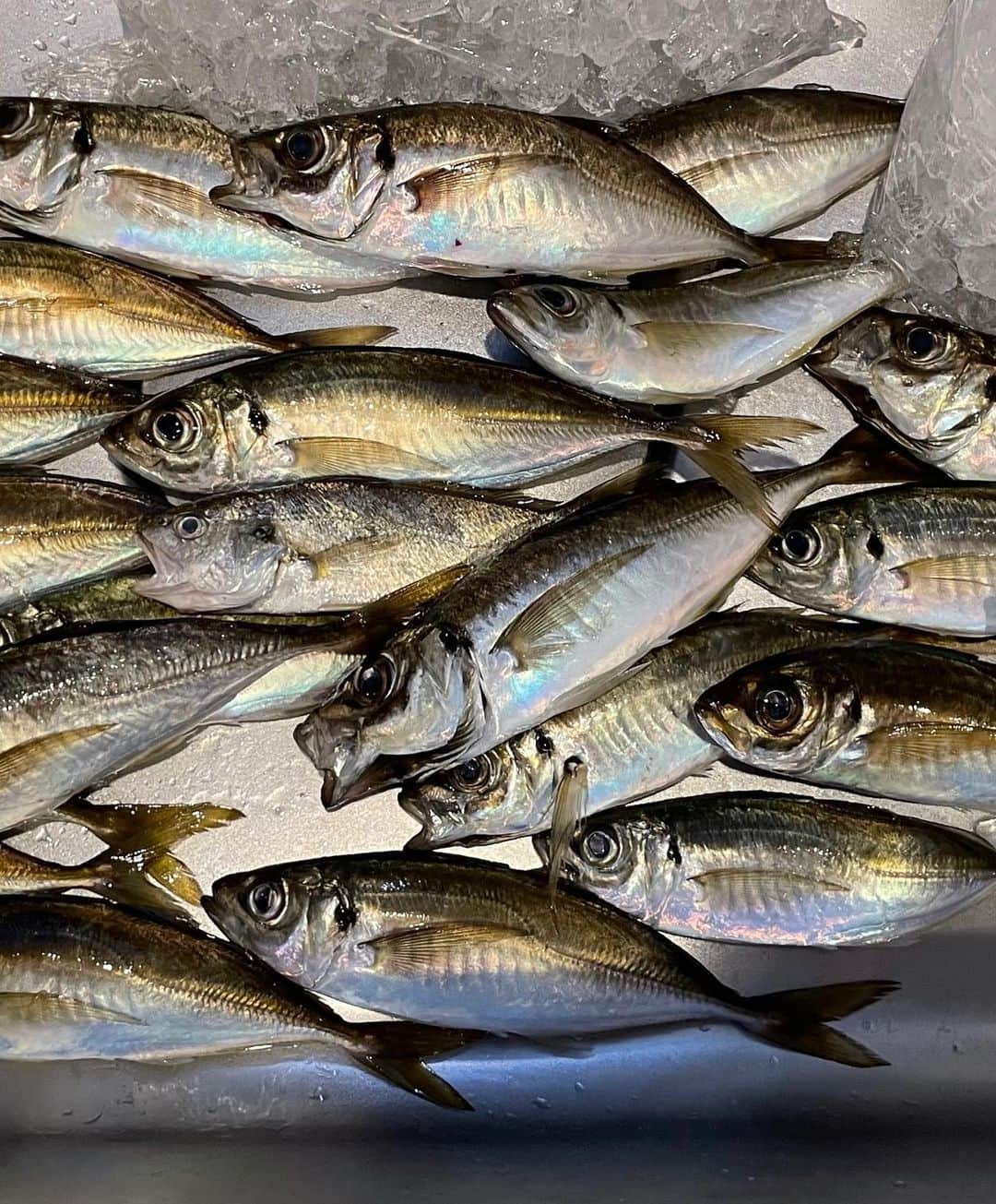 佐藤ゆうきさんのインスタグラム写真 - (佐藤ゆうきInstagram)「最近釣りにハマってます🎣  アジ釣りとタコ釣りに行って来ました‼︎  アジ釣りなのに初めに釣れたのはイシモチでした🤣  アジの結果22匹🐟  ○刺身 ○干物 ○なめろう ○あら汁 ○丸焼き  色んな食べ方で食べれるの楽しい✨  タコ釣りは残念ながらボウズでした…🥺  その代わりにカサゴのポイントに連れて行ってもらいカサゴは2、30分で 6匹🐟  ○刺身 ○煮付け ○唐揚げ  カサゴのお刺身初めて食べたのですがすっごく美味しい✨  市場じゃなかなか手に入らないらしいので、 次はカサゴメインの釣りに行きたいな✨  6月下旬はタコ釣りリベンジします‼︎🐙  #タコ #アジ #アジング #釣り #釣りガール #釣り女子 #釣り初心者  #美容  #カサゴ #船釣り #model #可愛い女の子 #自撮り #フリーモデル #写真好きな人と繋がりたい #フォローミー #followforfollowback #asian #asianbeauty #asiangirls #japaneseidol#ig_japan #igers #picoftheday #photo #model #instagood #followme #instafollow #photooftheday」6月7日 12時55分 - yuuki_sto