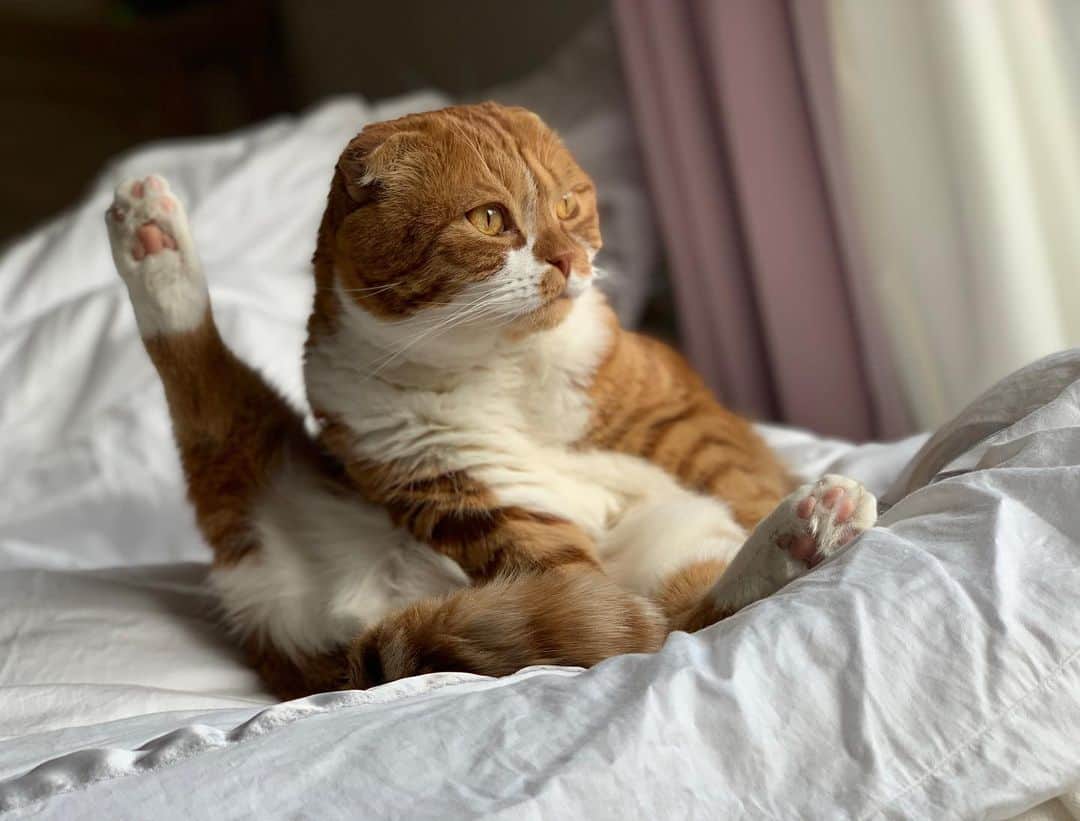 のインスタグラム：「本日6/7 大好きな愛猫 ルカの誕生日🎂🐈 こんなににも愛しいという気持ちを教えてくれたルカにゃん 共に成長してきた家族 いつもそばでまんまるくなつて 優しく心を照らして 護ってくれる  まんまるお月様🌕🐈 朝は日に当たってカレーパンに擬態して、カレーパン焼いてますが🥐 これからもわたしの人生を照らしていてね 愛してる🥰  近々ラブラブデート計画中   #ねこ  #ねこすたぐらむ  #ねこのいる生活  #スコティッシュフォールド  #猫のいる暮らし #cat #catsofinstagram #scottishfold #catlover」