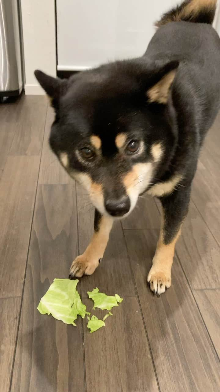 中山三奈のインスタグラム：「野菜好きの福🐶🖤 ⁡ 大好物はパプリカなんやけど この日はキャベツ🤭🥬 ⁡ ⁡ #愛犬 #福 #黒柴 #柴犬 #柴 #福ちゃんです #癒し犬 #幸福犬 #メス犬 #Fuku #doggy #kuroshiba #shibaunu #shiba #doglover #shibastagram #instalike #shibatasan」