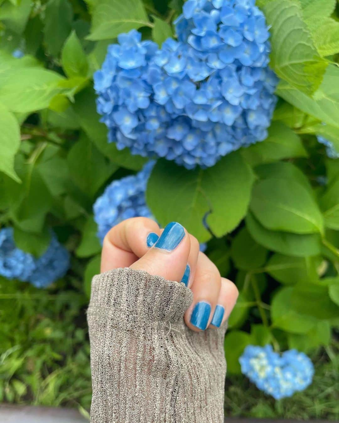松本瞳のインスタグラム：「紫陽花と最近のネイル☂️✨（ハートの形してて思わずはあかわいい😮‍💨って撮ってしまった . ネイルはCYANさんから頂いたもの。 @cyan.nail  廃棄されてしまうホタテの貝殻を使用してつくられた、自然素材を含んだサステナブル・ポリッシュ◎くすんだブルーが今の気分にあっててまる🙂💙 （いまはリリース記念で送料無料キャンペーンやってるって✨💪 . #CYAN #シアン #ネイルポリッシュ #捨てない世界へ #pr」