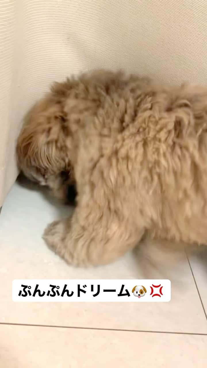 日岡なつみのインスタグラム：「ぼくじゃなくてわたし🐶♡  すみれ♀MIX犬(シーズー×トイプードル) #しゅみれぐらむ  #犬 #シープー #トイプードル  #シーズー #ミックス #ミックス犬 #いぬすたぐらむ  #犬のいる暮らし #犬好きな人と繋がりたい  #dog #dogstagram #instadog」