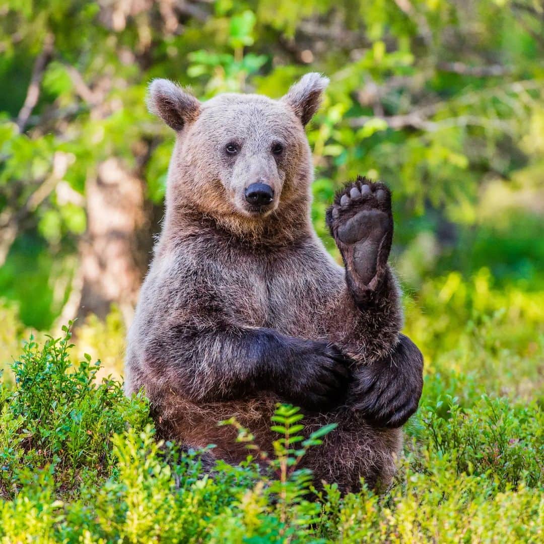 Bearsさんのインスタグラム写真 - (BearsInstagram)「Have you guys already done your workout? 🧘  📸: Credits to the respective owner. Please let me know if you took this pic.  #bear #bears #bearcub #cub #animal #animals #saveourbears #bearlove #savetheanimals #love #cute #sweet #adorable #nature #photo #wildlife #photography #wildlifephotography #lovely #animallove #belovedbears #workout」6月8日 18時02分 - belovedbears